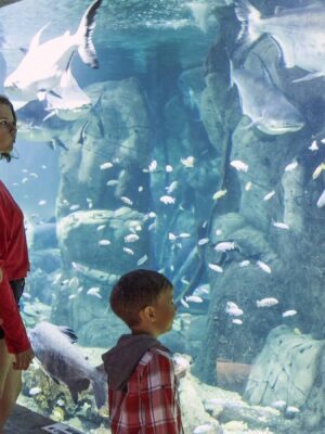 Океанариумы