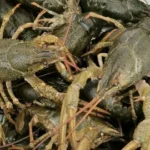 Раки крупные